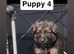 German Shepherd Puppies