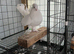 Siberian tumblers for sale