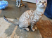 Beautiful Tica Registered Bengal Kittens.
