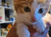 Kittens