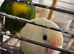 Hand reared baby Kakarikis