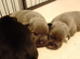 KC blue Staffordshire Bull Terrier Puppies