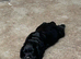 Sprocker Spaniel Pups For Sale