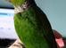 Black capped conure