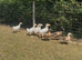 Embden goslings for sale