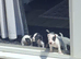 Jack Russell Puppies for sale