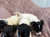 Jack Russell puppies