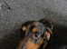 Dapple dashohound boy for stud only proven