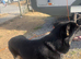 German Shepard girl 12 months old