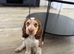 Gorgeous male pedigree cocker spaniel puppy