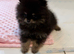 Rare Opportunity True Toy Pomeranian