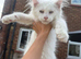 Beautiful white mainecoon kitten