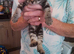 Three Gorgeous Bengal Tabby mixed kittens & 2 Ginger & white kittens