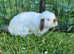 baby bunnies