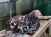 Hens (large fowl)