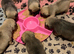 pug puppies