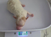 Toy poodles for sale