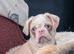 Loving platinum pink koi female pug with blue eyes