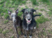 Beautiful lurcher pups