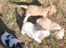 Fluffy Jackapoo × Cavalier King Charles Spaniel Puppies for Sale