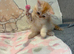 **LAST ONE** Beautiful exotic Persian Kittens