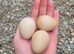 Hatching Guinea Fowl eggs