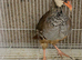 Red legged partridge