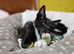 2 male kitten, ip3