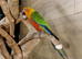 Jenday Conure,2