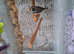 1 Pretty male Zebra Finch looking for a new home