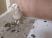 I have some gud birds for sale