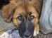 Rare Highland Shepherd Puppies Alabai Cross