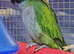 Young Derbyan Parrots