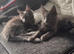 Beautifull 12 week old female maincoon
