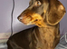 chocolate and tan mini dachshund