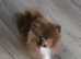 READY TO LEAVE NOW KC BOY POMERANIAN