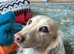 Cream Dachshund Puppy