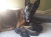 Malinois Belgum shepherd pups