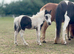 Tiny pure Falabella colt with blue eyes