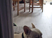 15 month Male frenchie