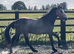 Irish Draught x Connemara " Dun Filly Young Sport Horse