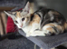 Beautiful Tortoiseshell Girl for sale