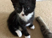 Black & White Kitten - 12 weeks - ready to go!