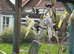 Various cockatiels for sale