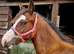 Kiki coming 2 Welsh c pony wpcs passported