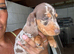 Beautiful female dashhounds