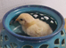 Chicken eggs for hatching in London