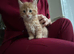 Bubbly stunning kittens available