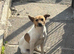 Jack Russel