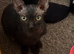 3/4 Sphynx little girl needs new home